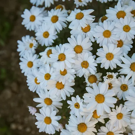 Calma Di Mare Nea Kallikrateia