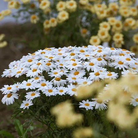 Calma Di Mare Σπίτι διακοπών